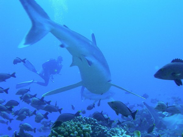 34- Requin Tapete sur le recif d'Avatoru 